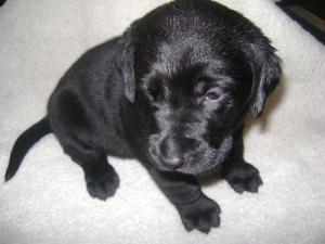 AKCBlackLabradorPuppies